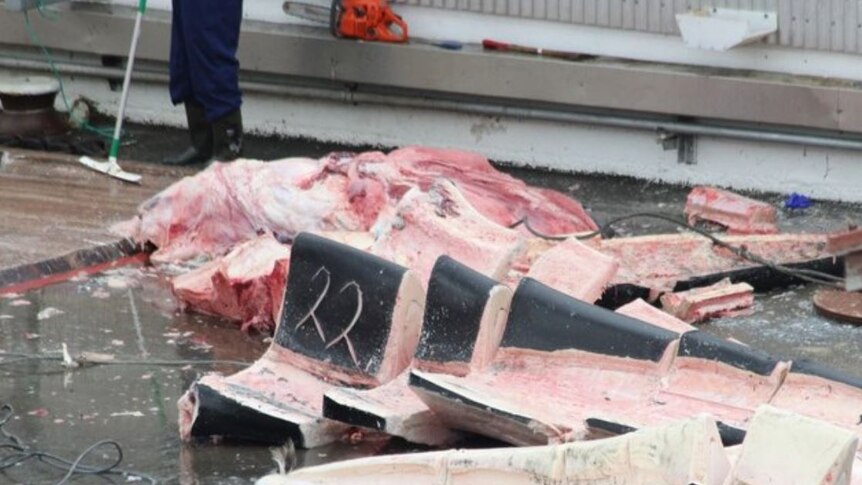 whale meat cut up on deck of ship.