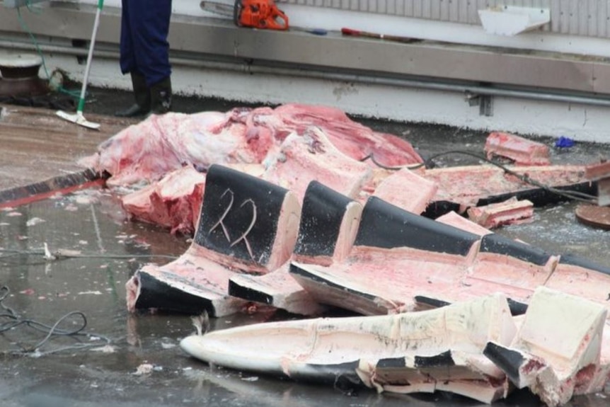 Whale meat cut into pieces.