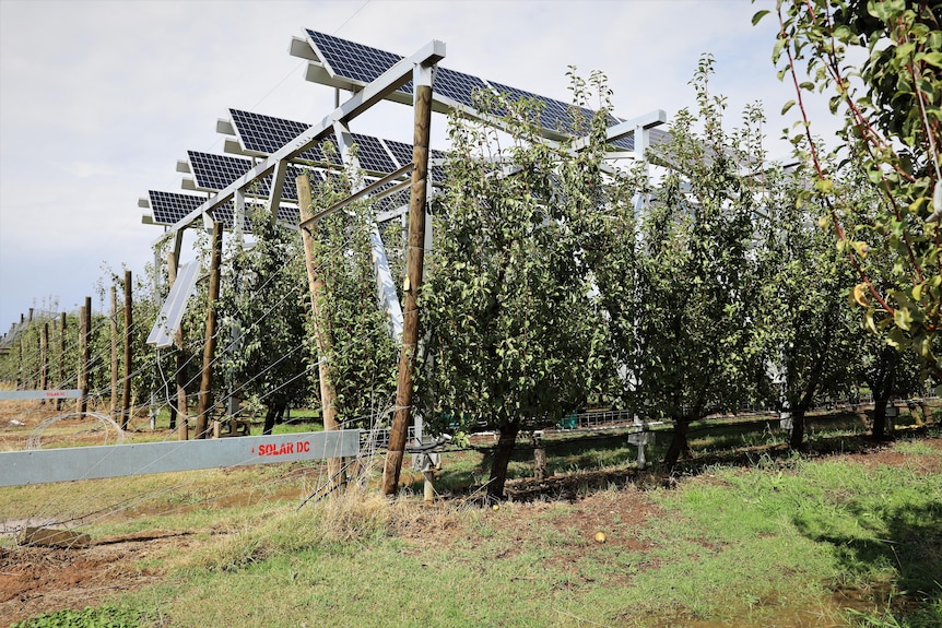 A row of pear trees with solar panels sitting above them 