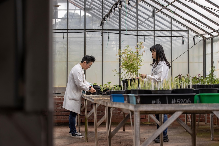 Two scientists examine young seedlings in a bright, large greenhouse.