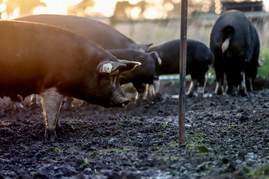 A dark coloured pig stands on muddied paddock