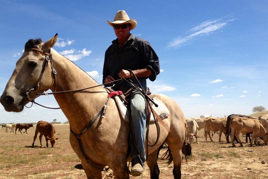 Drover Bill Little walking about 2,000 head of cattle on the stock route between Longreach and Roma