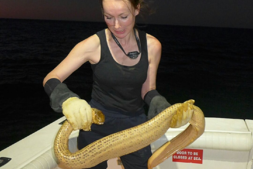 Dr Kate Sanders on a boat deck holding a large olive sea snake at night in the Exmouth Gulf
