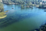 Aerial view of blue green algae in the Murray River.