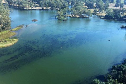 Aerial view of blue green algae in the Murray River.