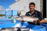 A man holding a big barramundi in front of a shed.