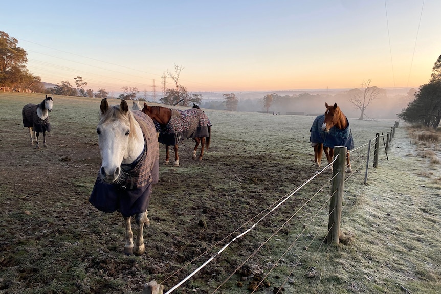 Four horses wearing coats to keep them warm in a frosty paddock.
