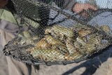 A net full of yabbies pulled out of the water on a yabby farm in Western Victoria