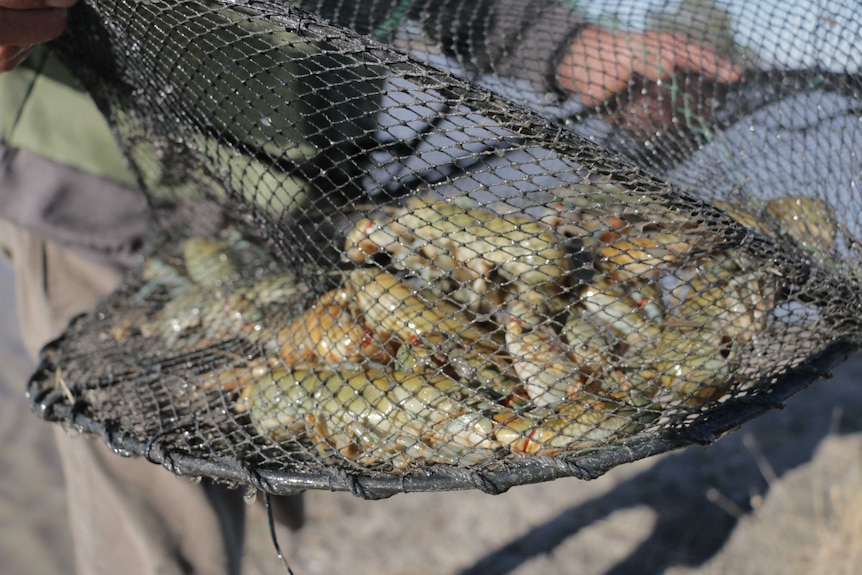 A net full of yabbies pulled out of the water on a yabby farm in Western Victoria