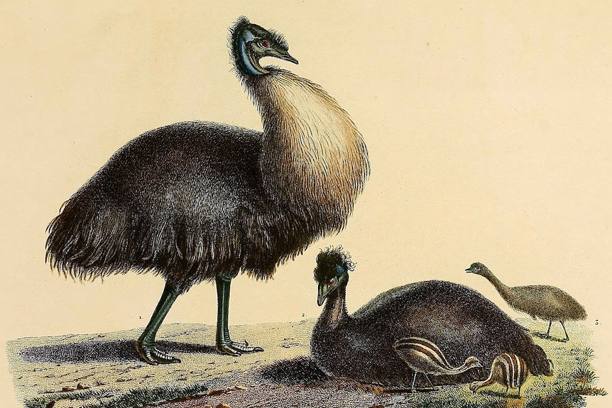 An old sketch or a painting of a family of emus with chicks.