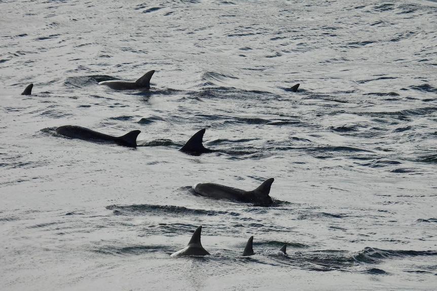 At least nine dolphins are seen swimming in the ocean