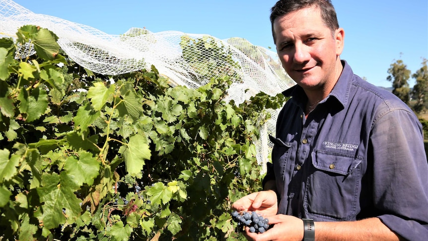 Orange winegrower Tom Ward holds a bunch of grapes among vines