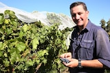 Orange winegrower Tom Ward holds a bunch of grapes among vines