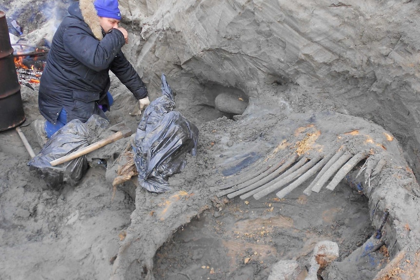 Scientists excavate a woolly mammoth in Siberia
