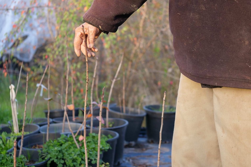 A man is holding a bare pistachio tree that is in a pot.