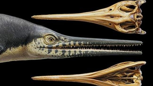 Artist impression of an Ichthyosaurs