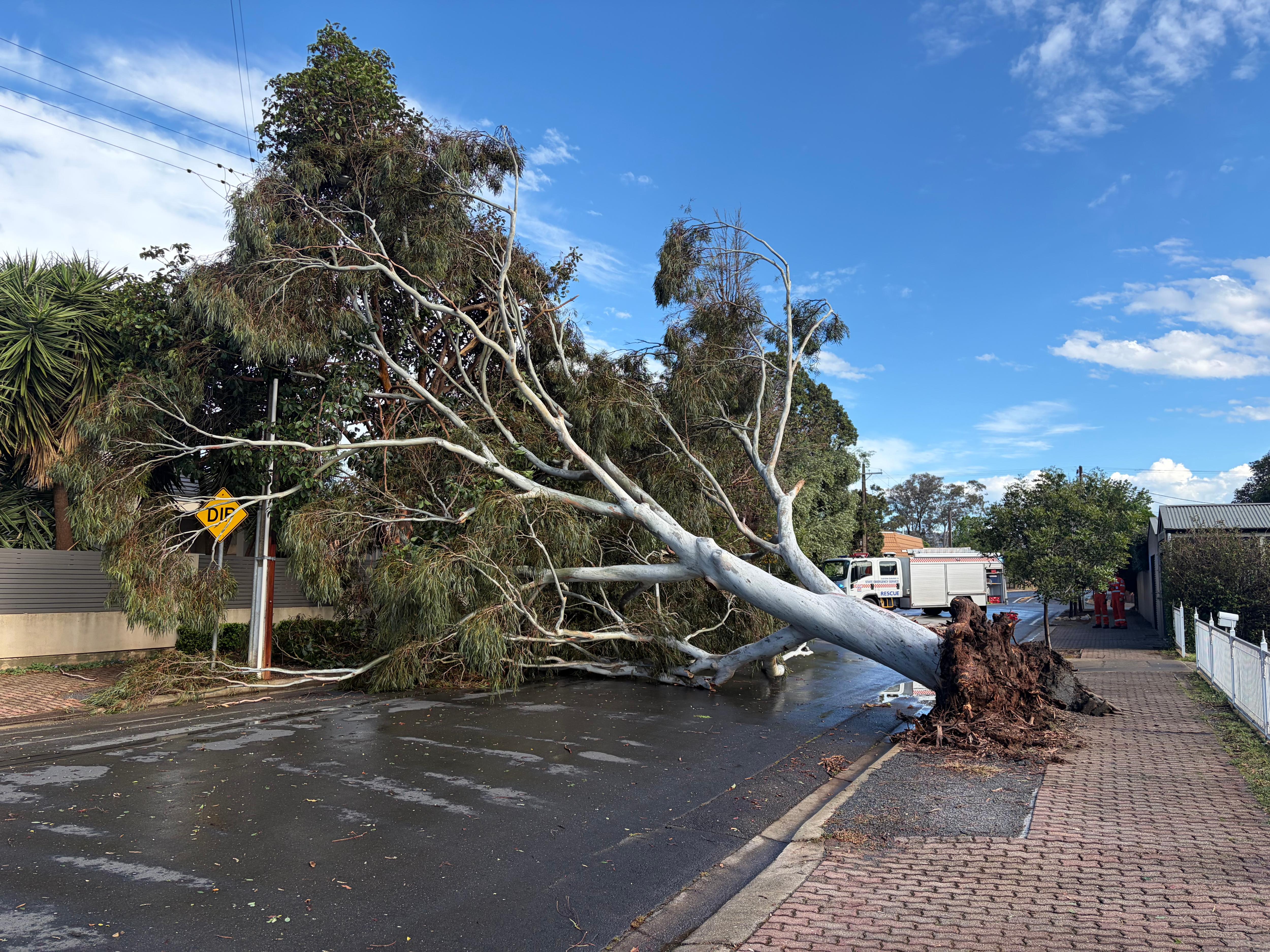 Trees down, hail fell across Adelaide during storm