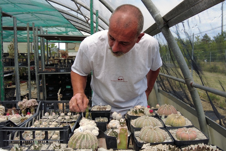Andrea Cattabriga, President of the Association for Biodiversity and Conservation, examines his homegrown rare cacti