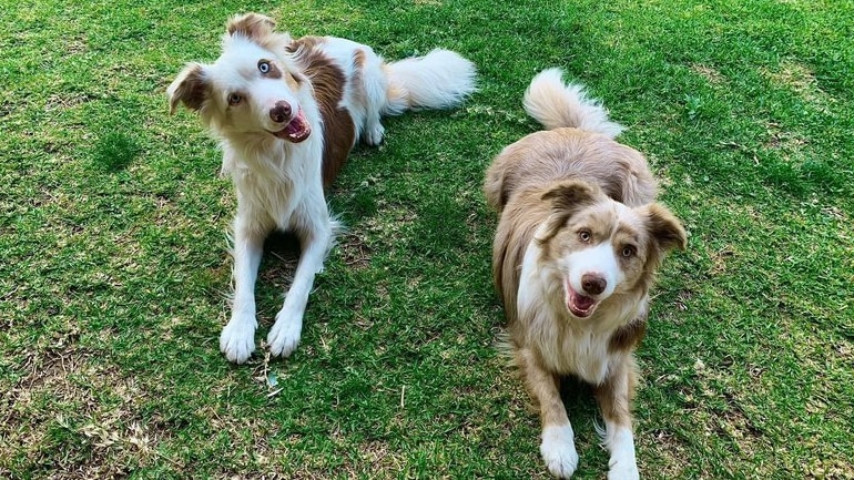 Two dogs lying on grass