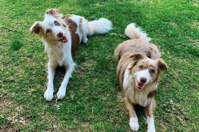 Two dogs lying on grass