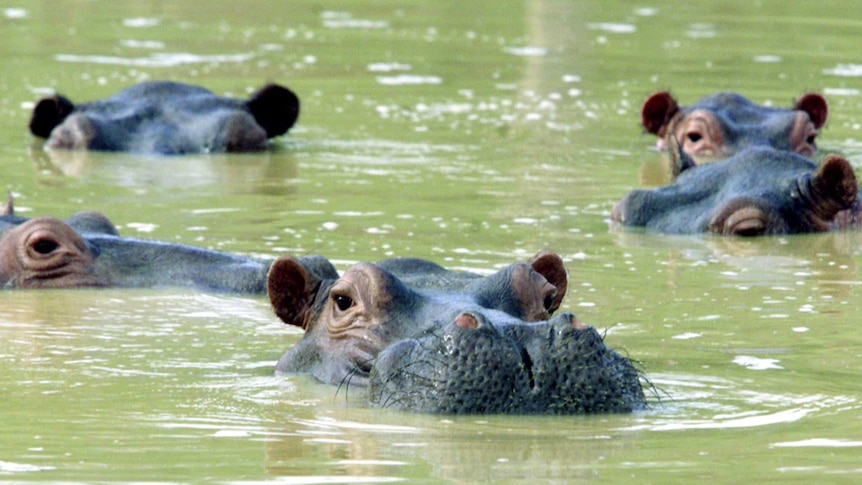 Pablo Escobar hippos in Colombia