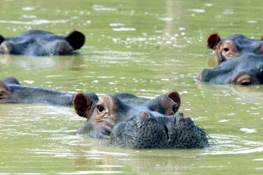 Pablo Escobar's hippos in Colombia