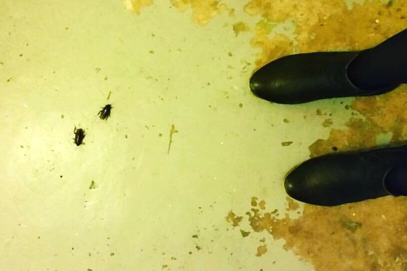 Two cockroaches on the floor next to feet in shoes.