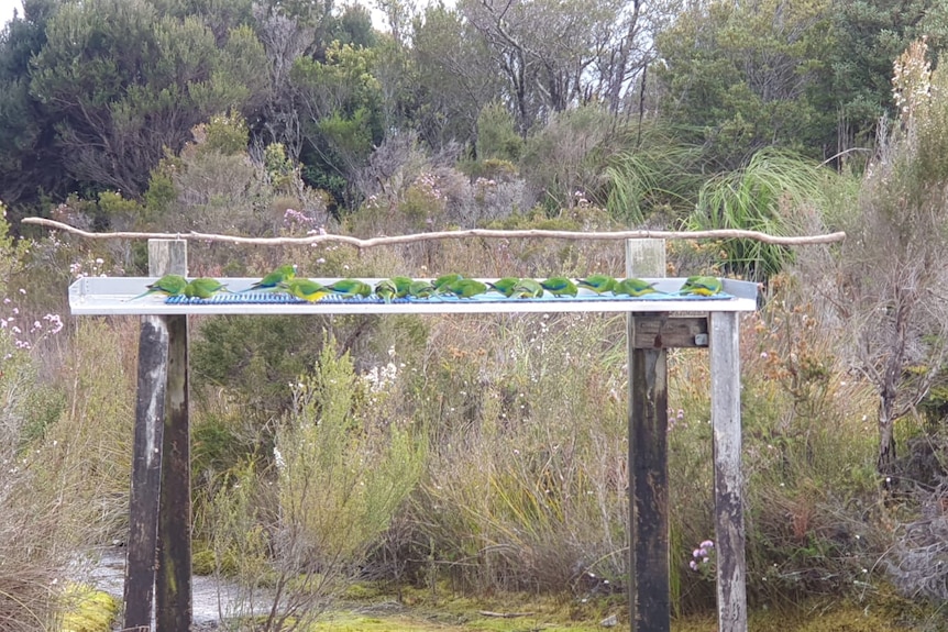 a table in the bush with several green parrots feeding off it