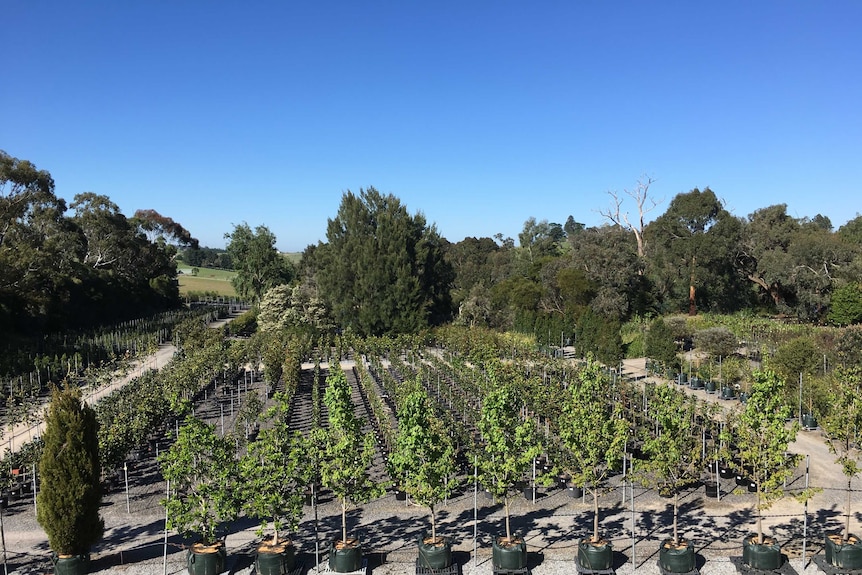 Trees in pots lined up in rows outside ready to be planted.