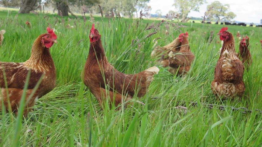 Chickens are allowed to wander in lush green pastures on Kamarooka Run farm in western Victoria.