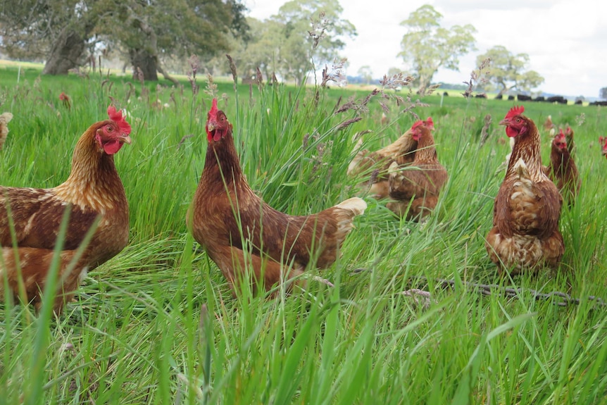 Chickens are allowed to wander in lush green pastures on Kamarooka Run farm in western Victoria.
