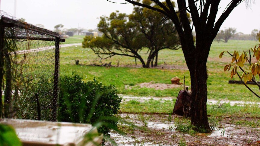 Rain falling on an outback Queensland cattle property.