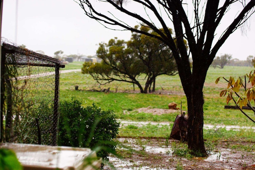 Rain falling on an outback Queensland cattle property.