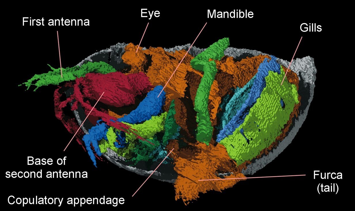 A fossilised crustacean, coloured to show different body parts. A small orange 'copulatory appendage' is labelled underneath.