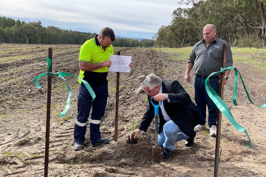 Two men stand in a cleared field watching another man kneeling to plant a pine seedling