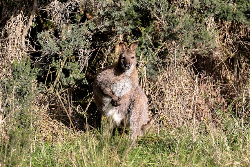 A wallaby sits amid scrub and bush on the side of a gravel road.