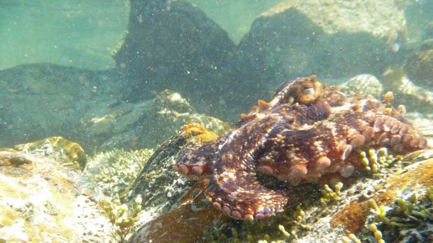 Octopus in Tasmanian waters