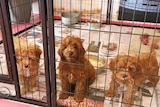 Three puppies look out through a cage