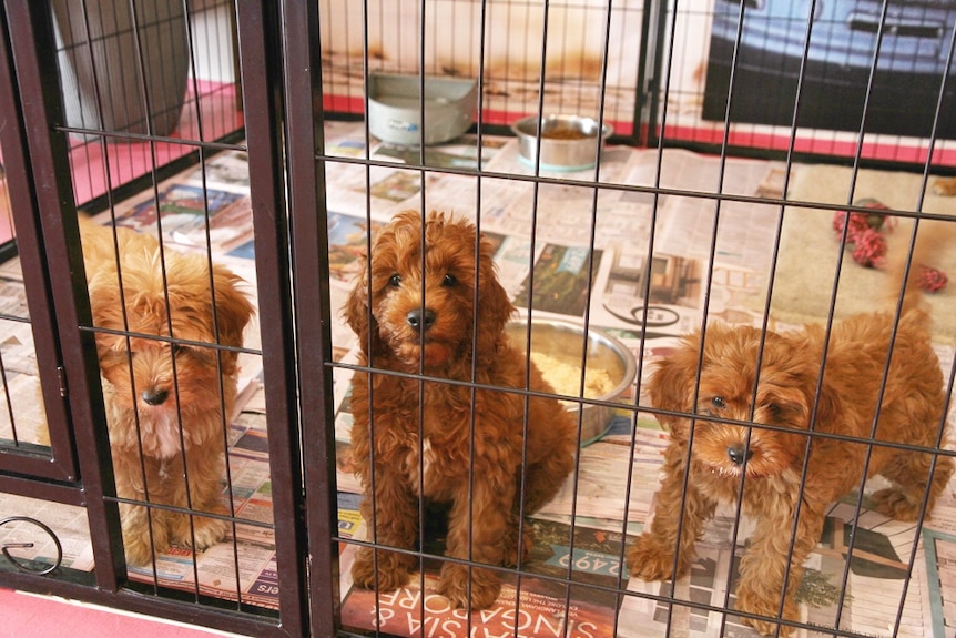 Three puppies look out through a cage