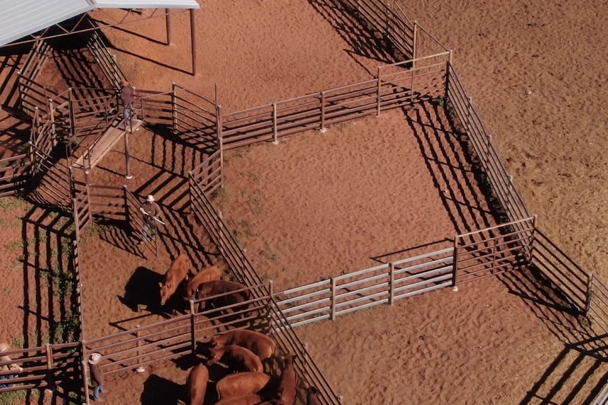 Photo of cattle yards