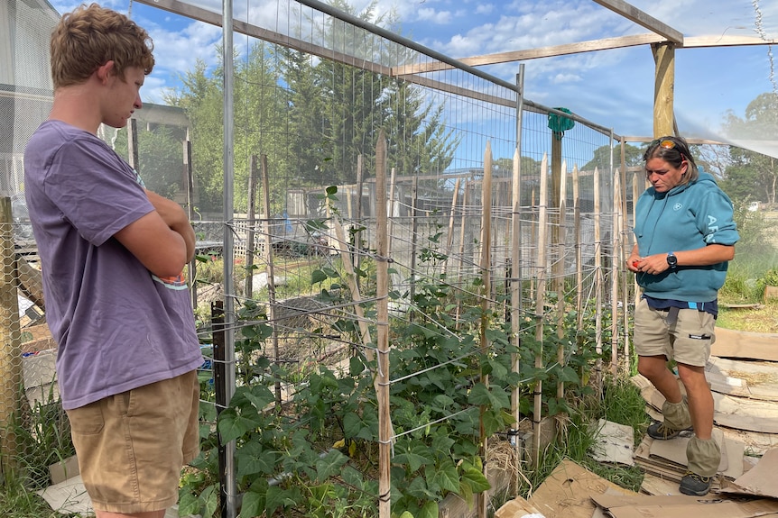 teenage son an mother inspect garden bed  