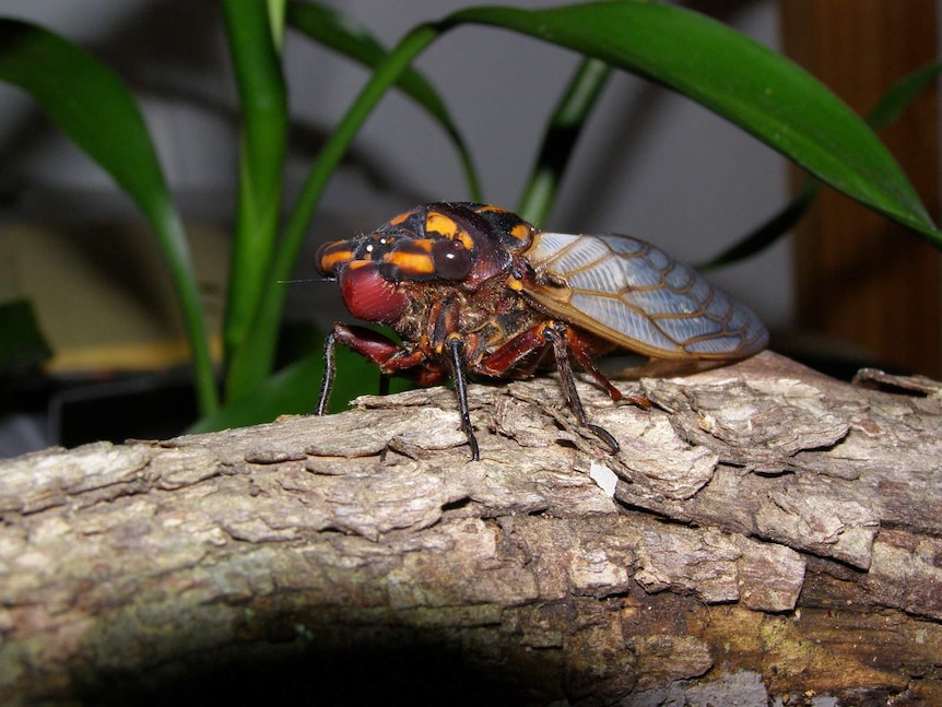Cherrynose cicada (Macrotrista angularis)