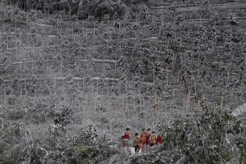 Students walks between chilli trees covered by ash from Mount Sinabung