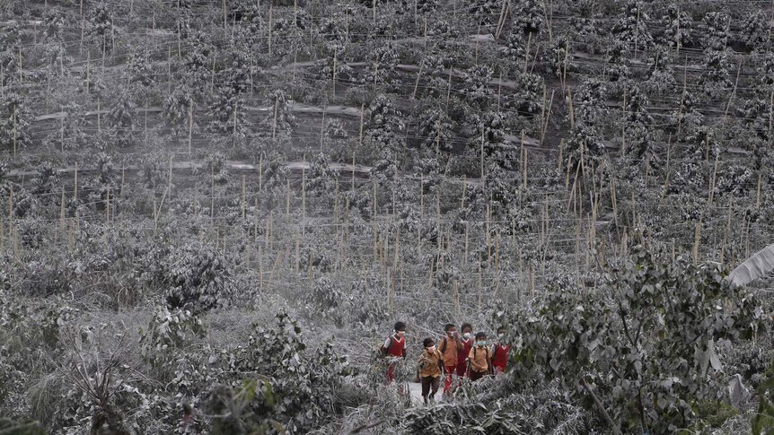 Students walks between chilli trees covered by ash from Mount Sinabung
