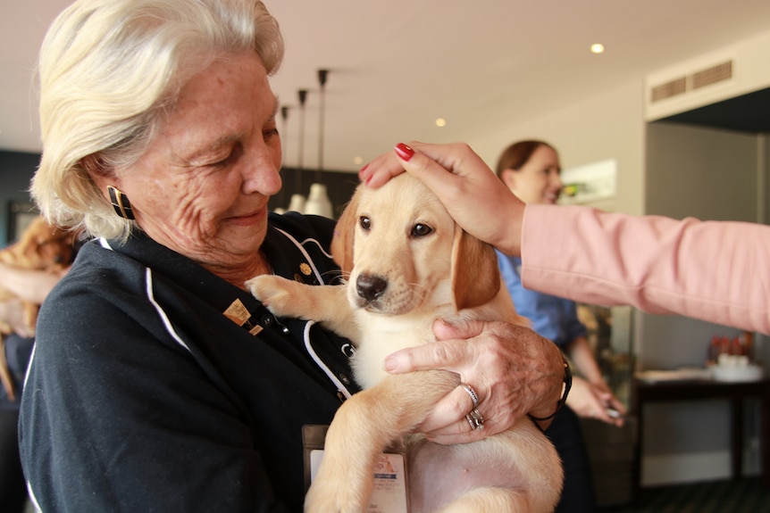 A labrador puppy gets a pat while being held by a handler from Guide Dogs NSW/ACT.