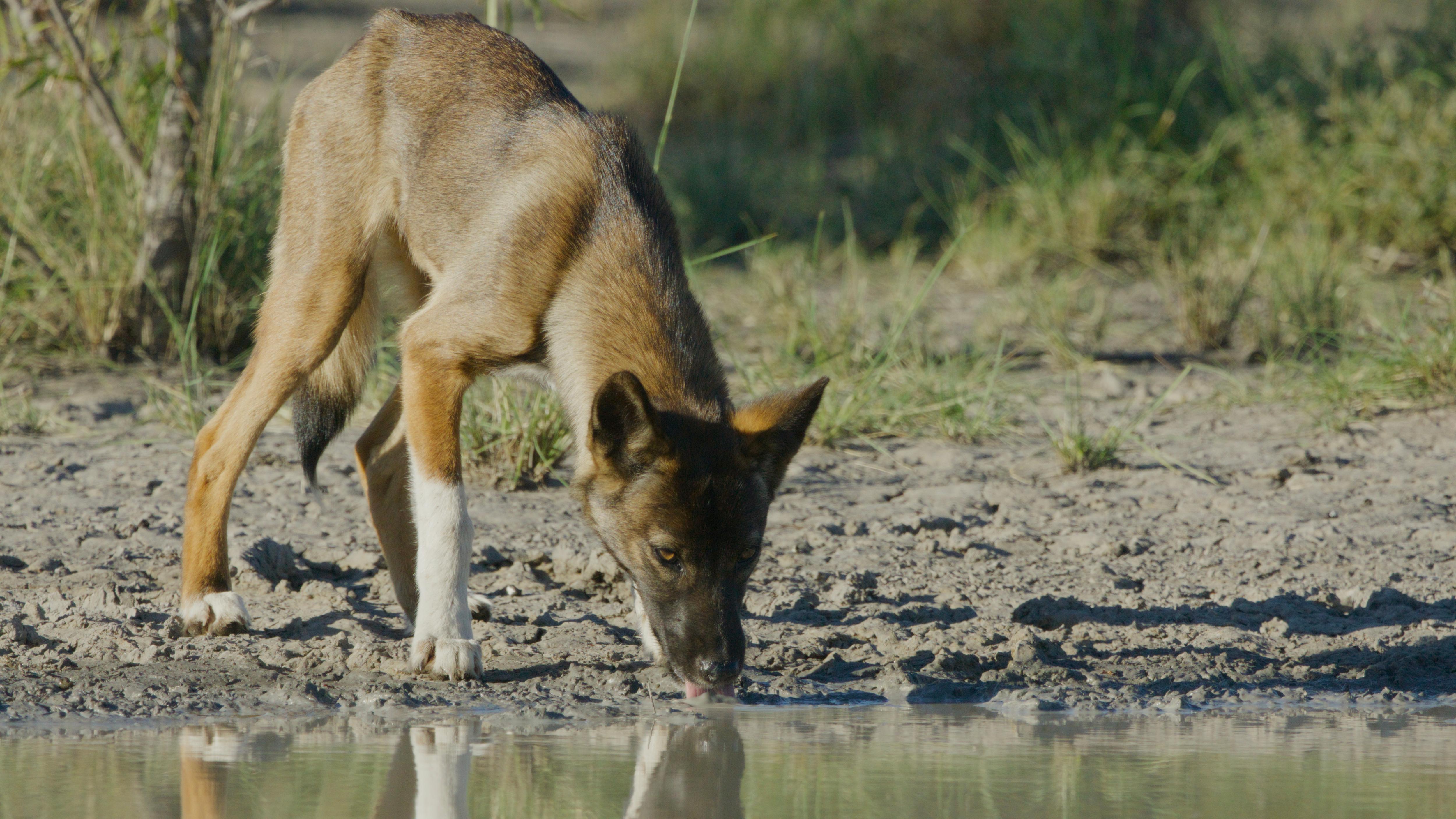 A tan dingo with white socks and black pine fur and snout leans forward at a shallow water edge to drink.