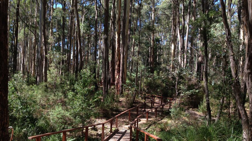 New pathways stretch out under trees in bushland