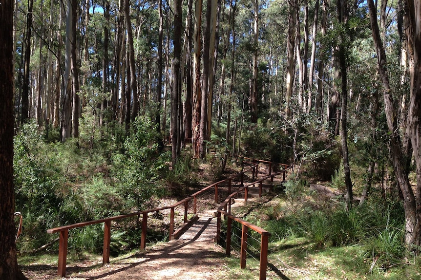 New pathways stretch out under trees in bushland