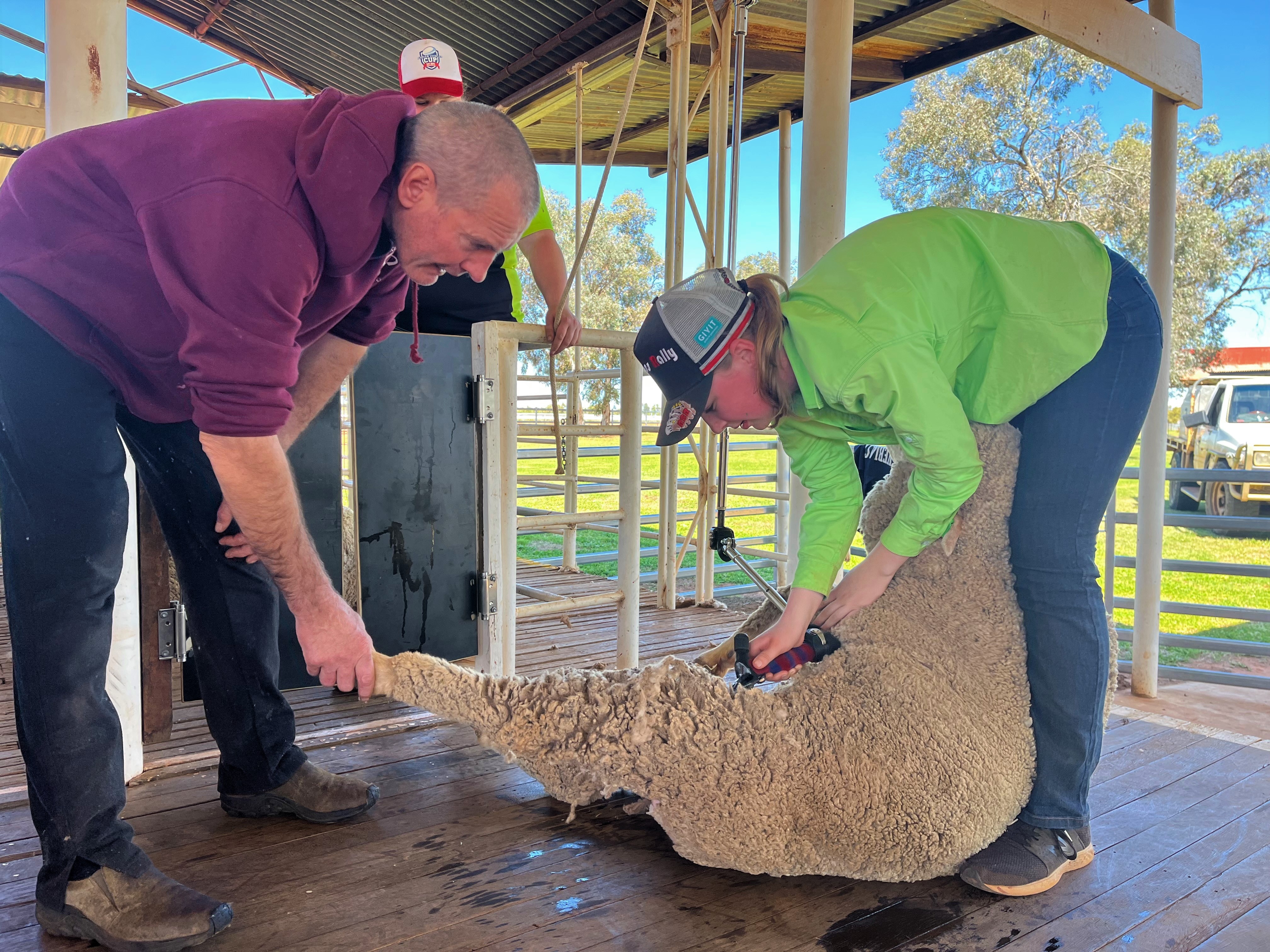 Blue Light Shearing in outback Queensland offering skills and pathways ...