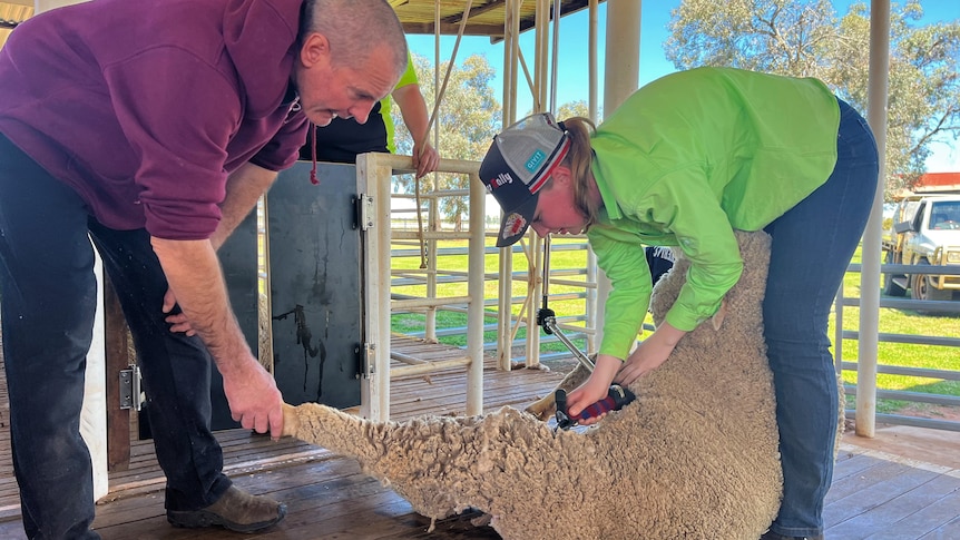 a man holds a sheep's leg as a student shears it